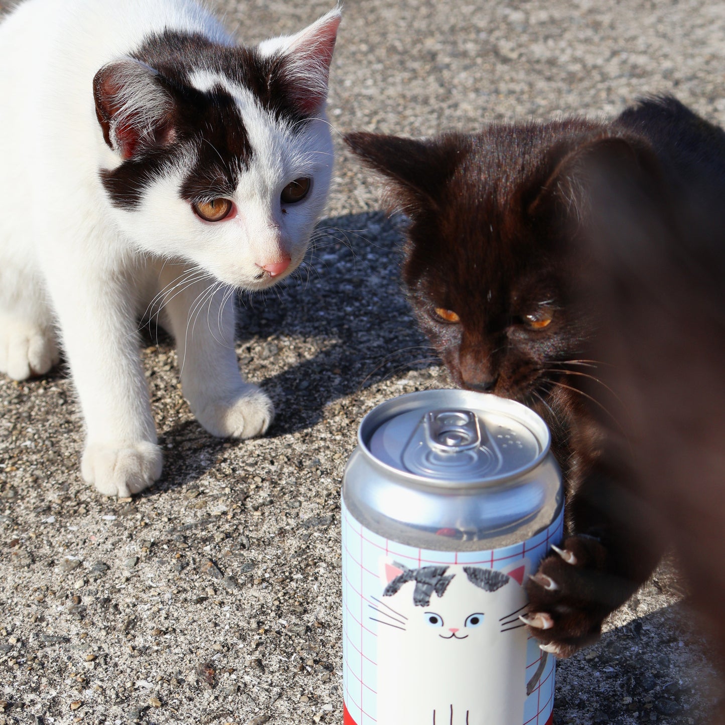 しろねこ&定番 6缶セット