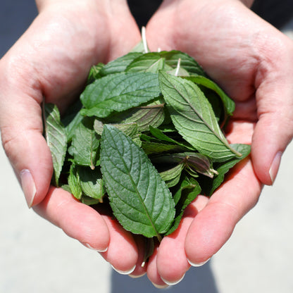 SETOUCHI MINT GOSE